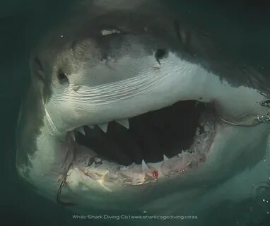 Pin by Xander Demos on Great White Sharks Great white shark,