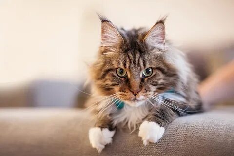 Gallery of cat breed maine coon the pet net * Boicotpreventi