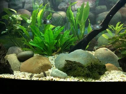 Aquarium Aquascape Rocks : Can I use stones and driftwood in