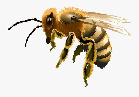 Apis Florea Worker Bee , Free Transparent Clipart - ClipartK