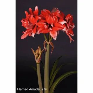 Купить амариллис флеймед амедеус (flamed amadeus), 1 шт по ц