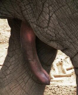 File:Penis asiatischer Elefant.JPG - Wikimedia Commons