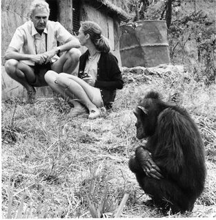 Robert Hinde, Jane Goodall, and Flo in Gombe Stream Wildlife