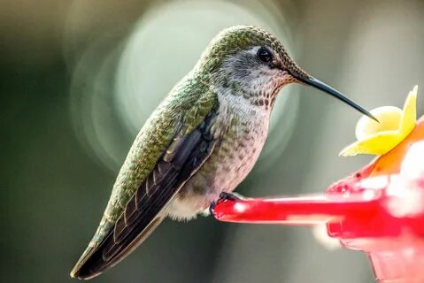 Free photo: Humming Bird - Animal, Bird, Flower - Free Downl