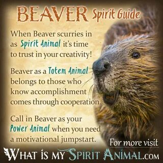 Beaver Symbolism & Meaning Spirit, Totem & Power Animal