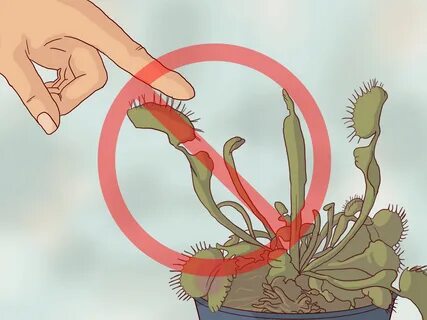 How To Care For Venus Fly Traps : Venus Fly Trap Propagation