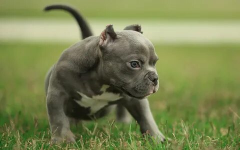 Pit Bull Backgrounds posted by Sarah Johnson