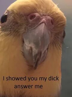 Birb I Showed You My Dick Please Respond Know Your Meme
