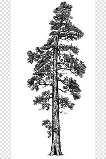 Coast Redwood Drawing - Фото база