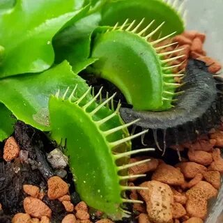 Loredana Pia on Instagram: "#Dionaea #venusflytrap #venusfli