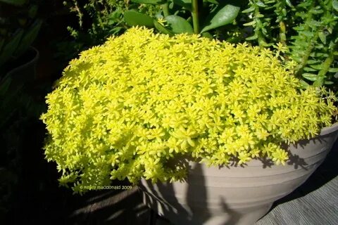 PlantFiles Pictures: Golden Japanese Sedum 'Ogon' (Sedum mak