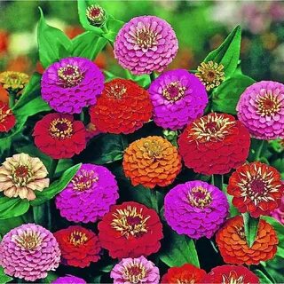 Buy Zinnia Elegans Lilliput Mixed Biocarve Seeds ShopHealthy