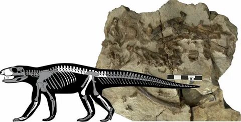A stolen fossil in the Pyrenees changes the evolutionary his