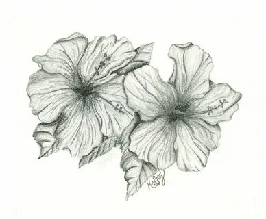 Hibiscus Flower Drawing Sketch Related Keywords & Suggestion