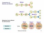 Sexual Reproduction and Meiosis - ppt video online download