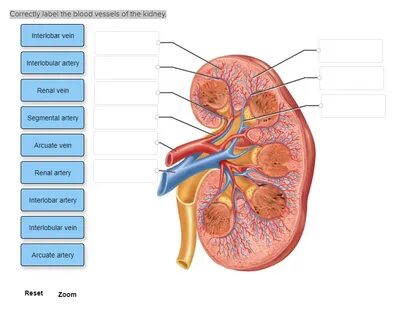 Renal Blood Vessels Labeled : Renal Artery And Vein In Situ 