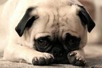 Of course, we all know those sweet pug eyes. Pugs funny, Bul