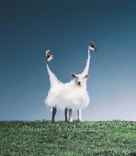 Photomanipulation Sheep By Ronald Ong 13