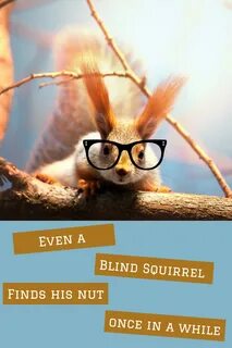 Even Blind Squirrel Finds Nut Once In - Daily Quotes