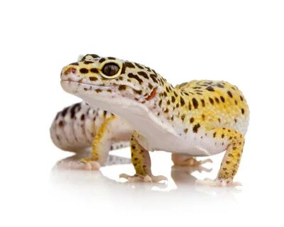 Leopard Gecko Care Sheet Fluker Farms
