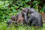 Chimps and bonobos share common sign language (and maybe we 
