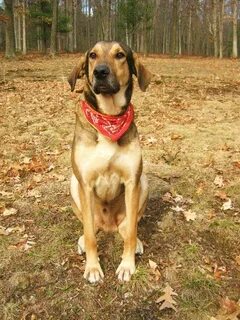 redbone coonhound dog photo Buddy - Redbone Coonhound German