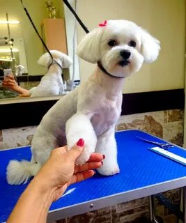 Модели стрижек собак породы мальтезе: как подстричь мальтийс