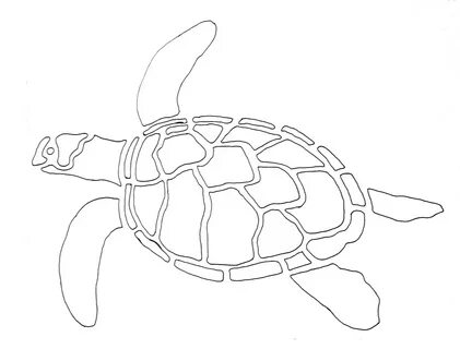 Turtle Outline Drawing at PaintingValley.com Explore collect