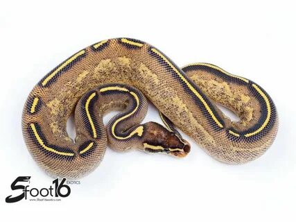 Highway Ball - Morph List - World of Ball Pythons Ball pytho