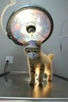 32 HQ Photos Do Cats Get Bored Reddit : 20 Overly Dramatic C