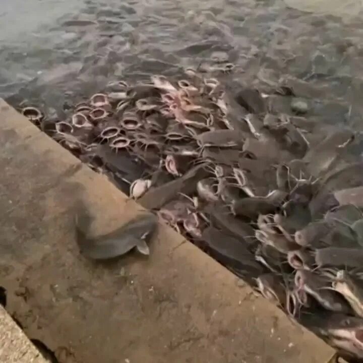 Instagram : Catfish 🎣 🎣 🎣 Kek ngantri bansos di RT terdekat 👌 #gofishin...