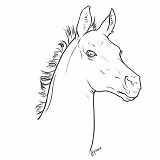 Free foal head lineart Horse coloring pages, Horse drawings,