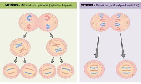 mitosis versus meiosis chart - Fomo