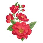 red bloom frame flower 254933855039212 by @bibekumarshah