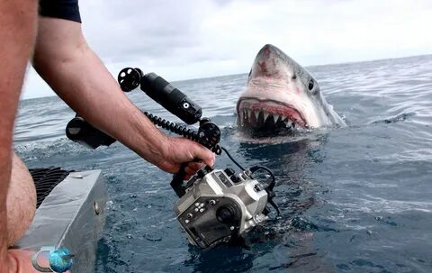 Pictures of The Great White Shark on Animal Picture Society