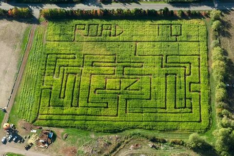 Corn maze returns to Sequim Pumpkin Patch Peninsula Daily Ne
