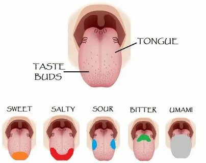 CIUDAD DE CÓRDOBA 3º SCIENCE BLOG: TASTE Tongue taste buds, 