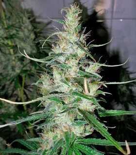 Семена сорта Hawaiian Snow fem (GHS) - Семяныч