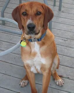 Redbone Coonhound Pictures . Quality Pictures on Animal Pict