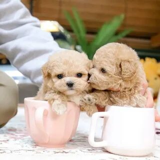 Toy Poodle Puppies For Sale In Florida