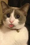Why Do Cats Blep? Everything You Need to Know #cute #cat #pe