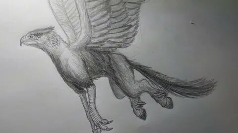 Drawing The Hippogriff from Harry Potter - YouTube