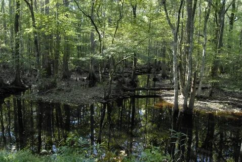 Small Travels and Musings: Great Dismal Swamp National Wildl