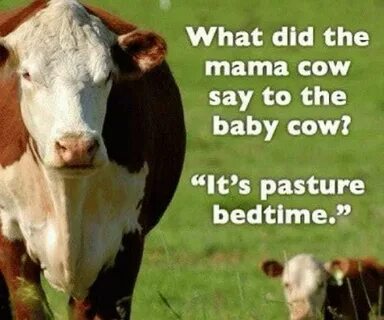 The Absolute Funniest Cow Puns