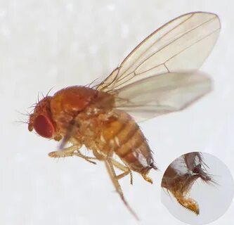 Spotted-wing Drosophila (Drosophila suzukii) female (15195497409).jpg. 