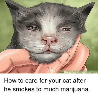 Iki How to Treat a Cat With a Stuffy Nose How to Meme on ast