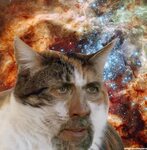 Our lord in on of his many forms - Imgur Funny cat pictures,
