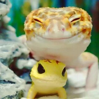 smiling cute gecko Memes de animales tiernos, Imagenes de an