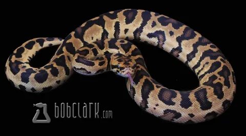 Bob Clark Reptiles : Available Burmese Pythons