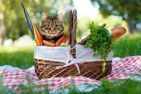 Funny cat on a picnic. Beautiful summer day 1205810 Stock Ph